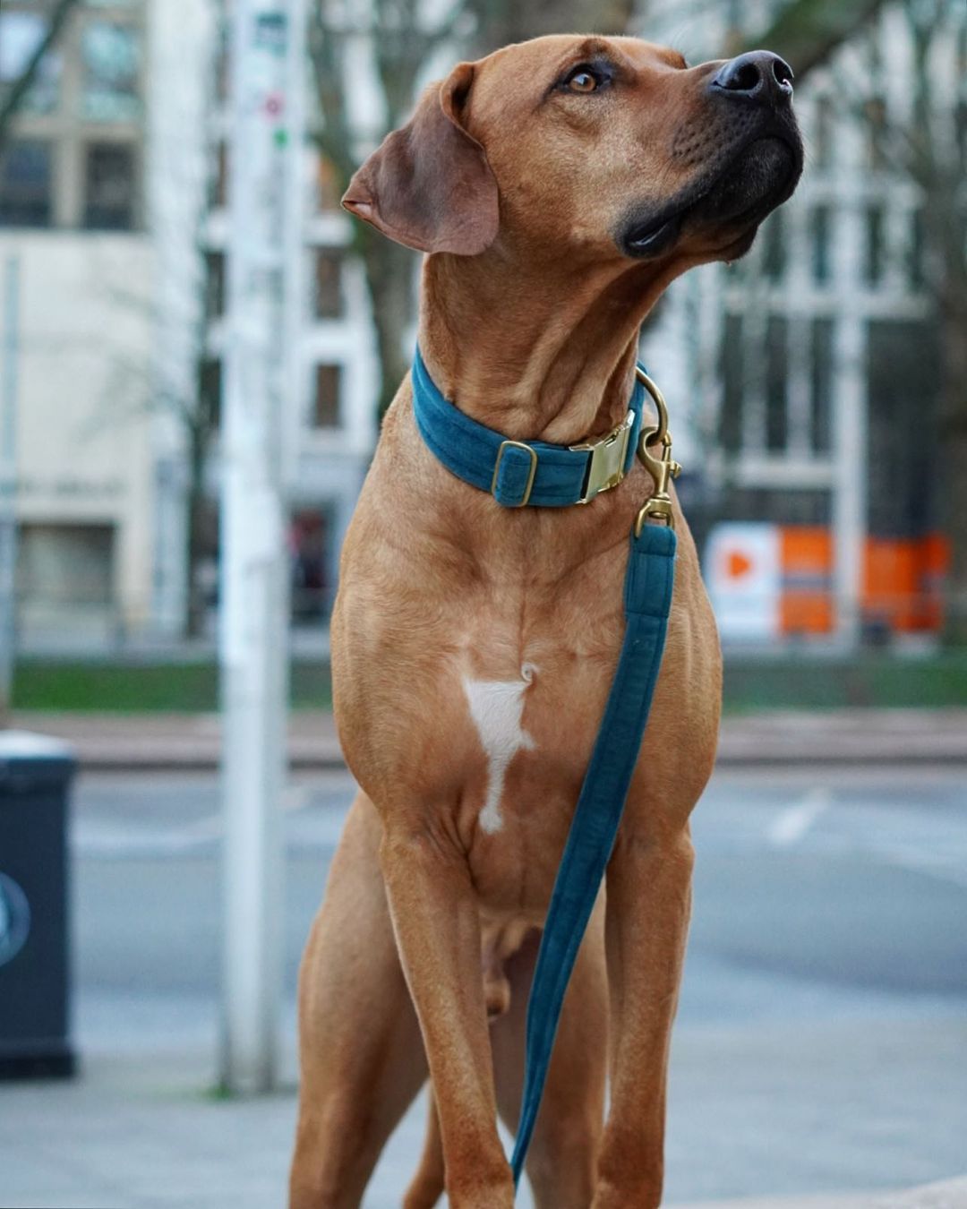 Frau Frauchen Leine Sametti Petrol für Hunde und Haustiere