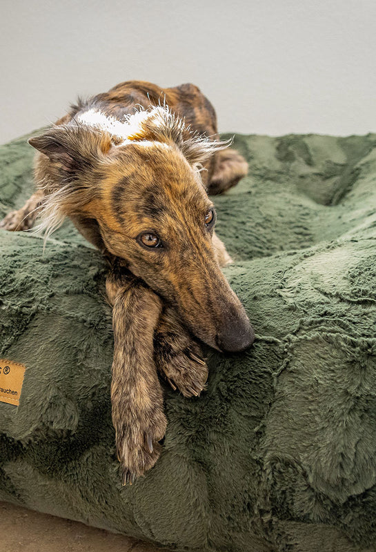 Windhund liegt schlafend auf einem orthopädischen Hundebett und befindet sich auf Wolke 7