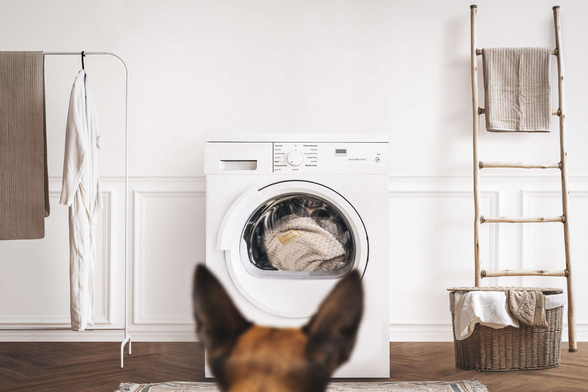 Ein Hund schaut auf eine Waschmaschine, die gerade Bezüge von orthopädischen Betten wäscht.