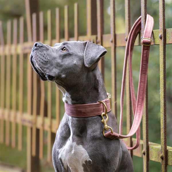Grauer Hund sitzt vor Metallzaun und trägt ein Halsband- und Leineset in Altrosa - Gold von Frau Frauchen Manufaktur für Hunde.