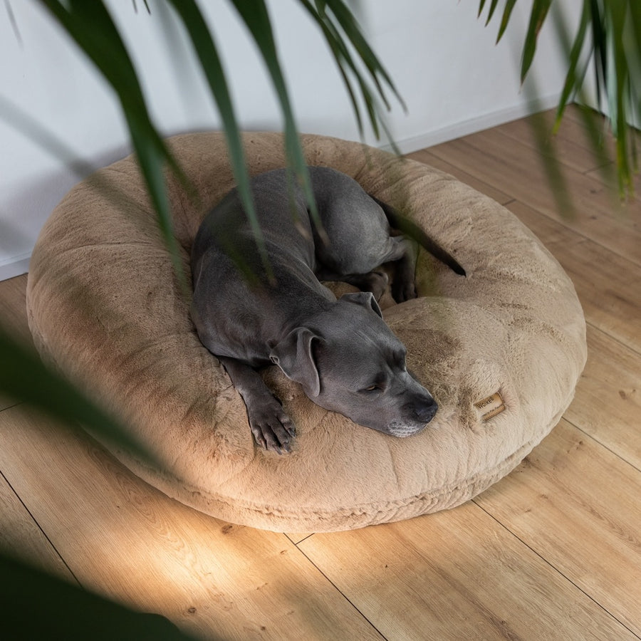 Hund schläft eingerollt in der runden Wolke von Frau Frauchen