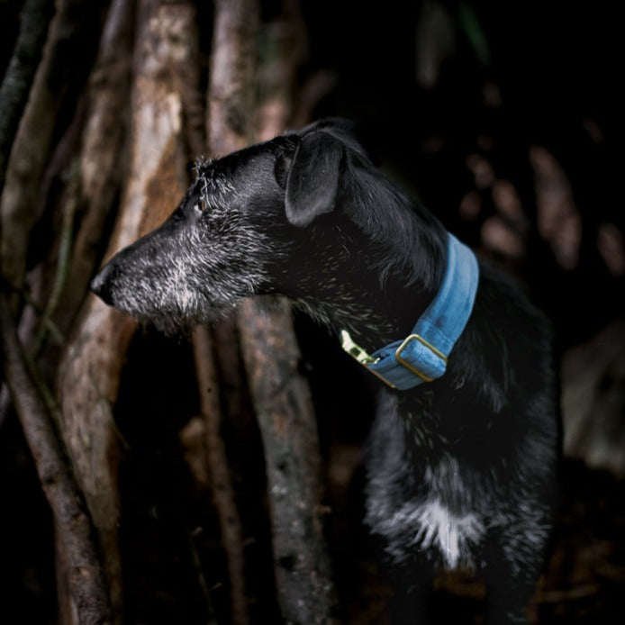 Frau Frauchen Halsband Sametti Eisblau für Hunde und Haustiere